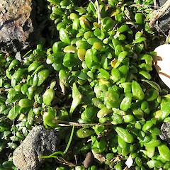 Seedlings, Aramoana, Dunedin.<br>Photographer: John Barkla, Licence: <a target='_blank' href='https://creativecommons.org/licenses/by/4.0'>CC BY</a>. <a class='member-message' href='/nzpcn/why-join-nzpcn/' target='_blank'>Members can view a larger version of this image.</a>