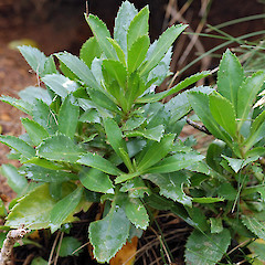 Herekopere. Jan 2005.<br>Photographer: Peter B. Heenan, Licence: <a target='_blank' href='https://creativecommons.org/licenses/by-nc/4.0'>CC BY-NC</a>.