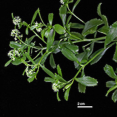 Flowering stem of Lepidium juvencum showing multiple inflorescences and trailing growth habit.<br>Photographer: Peter B. Heenan, Licence: <a target='_blank' href='https://creativecommons.org/licenses/by-nc/4.0'>CC BY-NC</a>.