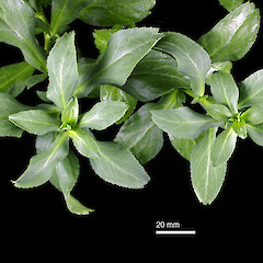 Foliage of Lepidium juvencum in cultivation. Jan 2010.<br>Photographer: Peter B. Heenan, Licence: <a target='_blank' href='https://creativecommons.org/licenses/by-nc/4.0'>CC BY-NC</a>.