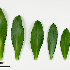 (From left to right) basal-, mid- and upper-stem leaves of Lepidium juvencum.<br>Photographer: Peter B. Heenan, Licence: <a target='_blank' href='https://creativecommons.org/licenses/by-nc/4.0'>CC BY-NC</a>.