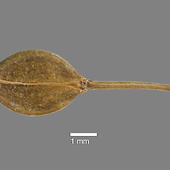 Mature silicle of Lepidium juvencum. AK 297694.<br>Photographer: Jeremy R. Rolfe, Date taken: 30/10/2010, Licence: <a target='_blank' href='https://creativecommons.org/licenses/by/4.0'>CC BY</a>. <a class='member-message' href='/nzpcn/why-join-nzpcn/' target='_blank'>Members can view a larger version of this image.</a>
