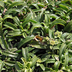 Snares Island. Sep 2010.<br>Photographer: Richard Ewans, Licence: All rights reserved. <a class='member-message' href='/nzpcn/why-join-nzpcn/' target='_blank'>Members can view a larger version of this image.</a>