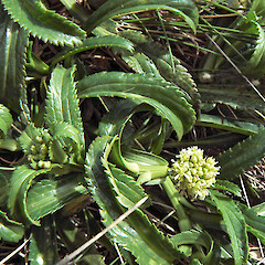 Young and emerging inflorescences, Snares Island. Sep 2010.<br>Photographer: Sue Lake, Licence: <a target='_blank' href='https://creativecommons.org/licenses/by-nc/4.0'>CC BY-NC</a>. <a class='member-message' href='/nzpcn/why-join-nzpcn/' target='_blank'>Members can view a larger version of this image.</a>