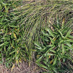 Narrow-leaved variant, Snares Island. Sep 2010.<br>Photographer: Richard Ewans, Licence: All rights reserved. <a class='member-message' href='/nzpcn/why-join-nzpcn/' target='_blank'>Members can view a larger version of this image.</a>