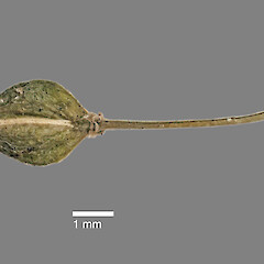 Mature silicle of Lepidium limenophylax.<br>Photographer: Jeremy R. Rolfe, Date taken: 30/10/2010, Licence: <a target='_blank' href='https://creativecommons.org/licenses/by/4.0'>CC BY</a>. <a class='member-message' href='/nzpcn/why-join-nzpcn/' target='_blank'>Members can view a larger version of this image.</a>