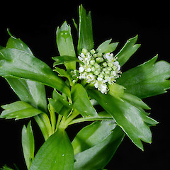 Upper stem leaves and inflorescence of Lepidium oblitum.<br>Photographer: Peter B. Heenan, Licence: <a target='_blank' href='https://creativecommons.org/licenses/by-nc/4.0'>CC BY-NC</a>.