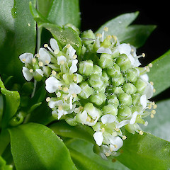 Lepidium oblitum flowers showing arrangement of sepals, petals, androecia and gynoecia.<br>Photographer: Peter B. Heenan, Licence: <a target='_blank' href='https://creativecommons.org/licenses/by-nc/4.0'>CC BY-NC</a>.