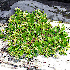 Te Wakaru Island. Jan 2006.<br>Photographer: Peter J de Lange, Licence: <a target='_blank' href='https://creativecommons.org/licenses/by-nc/4.0'>CC BY-NC</a>. <a class='member-message' href='/nzpcn/why-join-nzpcn/' target='_blank'>Members can view a larger version of this image.</a>