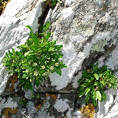 Te Wakaru Island. Jan 2006.<br>Photographer: Peter J de Lange, Licence: <a target='_blank' href='https://creativecommons.org/licenses/by-nc/4.0'>CC BY-NC</a>. <a class='member-message' href='/nzpcn/why-join-nzpcn/' target='_blank'>Members can view a larger version of this image.</a>