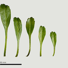 Variation in rosette and basal-stem leaves from a single plant of Lepidium oligodontum.<br>Photographer: Peter B. Heenan, Licence: <a target='_blank' href='https://creativecommons.org/licenses/by-nc/4.0'>CC BY-NC</a>.