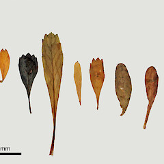 Leaf variation amongst plants from several locations in the Chatham Islands.<br>Photographer: Jeremy R. Rolfe, Licence: <a target='_blank' href='https://creativecommons.org/licenses/by/4.0'>CC BY</a>. <a class='member-message' href='/nzpcn/why-join-nzpcn/' target='_blank'>Members can view a larger version of this image.</a>
