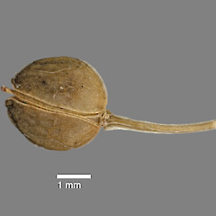 Mature silicle of Lepidium oligodontum. AK 295634.<br>Photographer: Jeremy R. Rolfe, Date taken: 30/10/2010, Licence: <a target='_blank' href='https://creativecommons.org/licenses/by/4.0'>CC BY</a>. <a class='member-message' href='/nzpcn/why-join-nzpcn/' target='_blank'>Members can view a larger version of this image.</a>