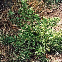 Mangere Island. Feb 2003.<br>Photographer: Bridget Gibb, Licence: All rights reserved. <a class='member-message' href='/nzpcn/why-join-nzpcn/' target='_blank'>Members can view a larger version of this image.</a>