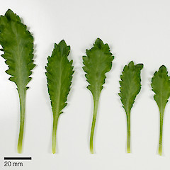 (From left to right) basal- and mid-stem leaves of Lepidium panniforme.<br>Photographer: Peter B. Heenan, Licence: <a target='_blank' href='https://creativecommons.org/licenses/by-nc/4.0'>CC BY-NC</a>.