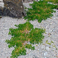 Chatham Island. Nov 2008.<br>Photographer: Peter J de Lange, Licence: <a target='_blank' href='https://creativecommons.org/licenses/by-nc/4.0'>CC BY-NC</a>. <a class='member-message' href='/nzpcn/why-join-nzpcn/' target='_blank'>Members can view a larger version of this image.</a>