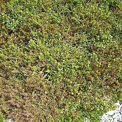 Fruiting plant. Chatham Island. Feb 2006.<br>Photographer: Peter J de Lange, Licence: <a target='_blank' href='https://creativecommons.org/licenses/by-nc/4.0'>CC BY-NC</a>. <a class='member-message' href='/nzpcn/why-join-nzpcn/' target='_blank'>Members can view a larger version of this image.</a>