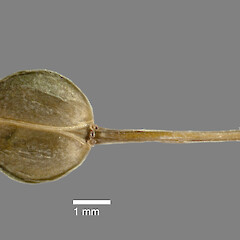 Mature silicle of Lepidium rekohuense from holotype (AK 297694).<br>Photographer: Jeremy R. Rolfe, Date taken: 30/10/2010, Licence: <a target='_blank' href='https://creativecommons.org/licenses/by/4.0'>CC BY</a>. <a class='member-message' href='/nzpcn/why-join-nzpcn/' target='_blank'>Members can view a larger version of this image.</a>
