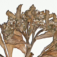 Inflorescence of the holotype of Lepidium seditiosum.<br>Photographer: Jeremy R. Rolfe, Date taken: 25/10/2012, Licence: <a target='_blank' href='https://creativecommons.org/licenses/by/4.0'>CC BY</a>. <a class='member-message' href='/nzpcn/why-join-nzpcn/' target='_blank'>Members can view a larger version of this image.</a>