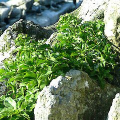 Bounty Islands.<br>Photographer: Jacinda Amey, Date taken: 22/11/2004, Licence: All rights reserved. <a class='member-message' href='/nzpcn/why-join-nzpcn/' target='_blank'>Members can view a larger version of this image.</a>