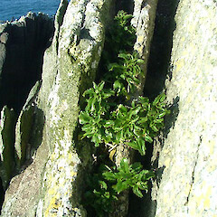 Bounty Islands.<br>Photographer: Jacinda Amey, Date taken: 22/11/2004, Licence: All rights reserved. <a class='member-message' href='/nzpcn/why-join-nzpcn/' target='_blank'>Members can view a larger version of this image.</a>