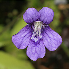 Flower of Pinguicula grandiflora.<br>Photographer: Trevor James, Date taken: 12/11/2007, Licence: All rights reserved. <a class='member-message' href='/nzpcn/why-join-nzpcn/' target='_blank'>Members can view a larger version of this image.</a>