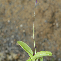 Flower and plant of Pinguicula grandiflora.<br>Photographer: Trevor James, Date taken: 12/11/2007, Licence: All rights reserved. <a class='member-message' href='/nzpcn/why-join-nzpcn/' target='_blank'>Members can view a larger version of this image.</a>