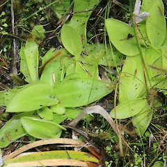 Foliage of Pinguicula grandiflora.<br>Photographer: Trevor James, Date taken: 12/11/2007, Licence: All rights reserved. <a class='member-message' href='/nzpcn/why-join-nzpcn/' target='_blank'>Members can view a larger version of this image.</a>