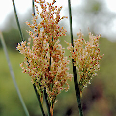 Inflorescence, Pohangina Valley.<br>Photographer: Colin C. Ogle, Date taken: 05/12/2006, Licence: <a target='_blank' href='https://creativecommons.org/licenses/by-nc/4.0'>CC BY-NC</a>. <a class='member-message' href='/nzpcn/why-join-nzpcn/' target='_blank'>Members can view a larger version of this image.</a>