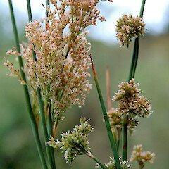 Juncus polyanthemus