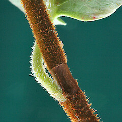 Hairs on stem and petiole. Fordell.<br>Photographer: Colin C. Ogle, Licence: <a target='_blank' href='https://creativecommons.org/licenses/by-nc/4.0'>CC BY-NC</a>. <a class='member-message' href='/nzpcn/why-join-nzpcn/' target='_blank'>Members can view a larger version of this image.</a>