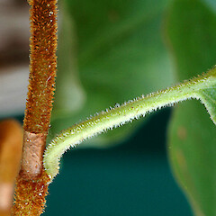 Hairs on stem and petiole. Fordell.<br>Photographer: Colin C. Ogle, Licence: <a target='_blank' href='https://creativecommons.org/licenses/by-nc/4.0'>CC BY-NC</a>. <a class='member-message' href='/nzpcn/why-join-nzpcn/' target='_blank'>Members can view a larger version of this image.</a>
