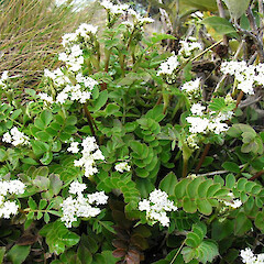 In flower, Mt Burnett, NW Nelson.<br>Photographer: Simon Walls, Date taken: 01/12/2006, Licence: <a target='_blank' href='https://creativecommons.org/licenses/by-nc/4.0'>CC BY-NC</a>. <a class='member-message' href='/nzpcn/why-join-nzpcn/' target='_blank'>Members can view a larger version of this image.</a>