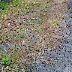 Huia Road, Waitakere.<br>Photographer: Peter J de Lange, Date taken: 14/01/2014, Licence: <a target='_blank' href='https://creativecommons.org/licenses/by-nc/4.0'>CC BY-NC</a>. <a class='member-message' href='/nzpcn/why-join-nzpcn/' target='_blank'>Members can view a larger version of this image.</a>