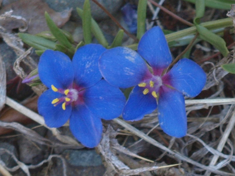Lysimachia monelli  New Zealand Plant Conservation Network