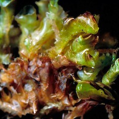 Goebelobryum vermiculare