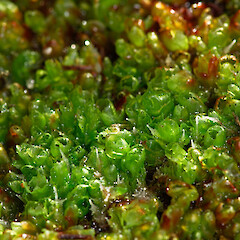 Kopouatai Peat Dome. Growing in shade. Jul 2007.<br>Photographer: Jeremy R. Rolfe, Licence: <a target='_blank' href='https://creativecommons.org/licenses/by/4.0'>CC BY</a>. <a class='member-message' href='/nzpcn/why-join-nzpcn/' target='_blank'>Members can view a larger version of this image.</a>