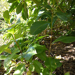 Self-established seedling near planted fruiting shrub, Bason Botanic Gardens, Whanganui.<br>Photographer: Colin C. Ogle, Date taken: 04/07/2012, Licence: <a target='_blank' href='https://creativecommons.org/licenses/by-nc/4.0'>CC BY-NC</a>. <a class='member-message' href='/nzpcn/why-join-nzpcn/' target='_blank'>Members can view a larger version of this image.</a>