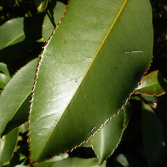 Leaf of planted fruiting shrub, Bason Botanic Reserve, Whanganui.<br>Photographer: Colin C. Ogle, Date taken: 04/07/2012, Licence: <a target='_blank' href='https://creativecommons.org/licenses/by-nc/4.0'>CC BY-NC</a>. <a class='member-message' href='/nzpcn/why-join-nzpcn/' target='_blank'>Members can view a larger version of this image.</a>