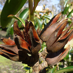 Open capsule on planted tree; Bason Botanic Gardens, Whanganui.<br>Photographer: Colin C. Ogle, Date taken: 04/07/2012, Licence: <a target='_blank' href='https://creativecommons.org/licenses/by-nc/4.0'>CC BY-NC</a>. <a class='member-message' href='/nzpcn/why-join-nzpcn/' target='_blank'>Members can view a larger version of this image.</a>
