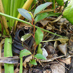 Self-established seedling near planted fruiting shrub, Bason Botanic Gardens, Whanganui.<br>Photographer: Colin C. Ogle, Date taken: 04/07/2012, Licence: <a target='_blank' href='https://creativecommons.org/licenses/by-nc/4.0'>CC BY-NC</a>. <a class='member-message' href='/nzpcn/why-join-nzpcn/' target='_blank'>Members can view a larger version of this image.</a>