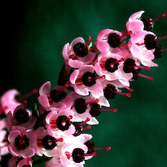 Erica sparsa