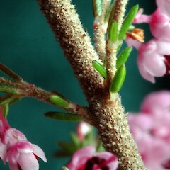 Stem and inflorescence, Mt View Road, Wanganui.<br>Photographer: Colin C. Ogle, Date taken: 02/08/2012, Licence: <a target='_blank' href='https://creativecommons.org/licenses/by-nc/4.0'>CC BY-NC</a>. <a class='member-message' href='/nzpcn/why-join-nzpcn/' target='_blank'>Members can view a larger version of this image.</a>