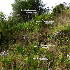 Self-established seedlings on clay bank, Mt View Rd, Whanganui.<br>Photographer: Colin C. Ogle, Date taken: 29/02/2016, Licence: <a target='_blank' href='https://creativecommons.org/licenses/by-nc/4.0'>CC BY-NC</a>. <a class='member-message' href='/nzpcn/why-join-nzpcn/' target='_blank'>Members can view a larger version of this image.</a>