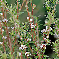 In cultivation ex Manawatāwhi/Great Island, Manawatāwhi/Three Kings Islands.<br>Photographer: Jeremy R. Rolfe, Date taken: 19/07/2007, Licence: <a target='_blank' href='https://creativecommons.org/licenses/by/4.0'>CC BY</a>. <a class='member-message' href='/nzpcn/why-join-nzpcn/' target='_blank'>Members can view a larger version of this image.</a>