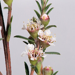 In cultivation ex Manawatāwhi/Great Island, Manawatāwhi/Three Kings Islands.<br>Photographer: Jeremy R. Rolfe, Date taken: 23/08/2014, Licence: <a target='_blank' href='https://creativecommons.org/licenses/by/4.0'>CC BY</a>. <a class='member-message' href='/nzpcn/why-join-nzpcn/' target='_blank'>Members can view a larger version of this image.</a>