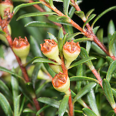 Immature fruit. In cultivation ex Manawatāwhi/Great Island, Manawatāwhi/Three Kings Islands.<br>Photographer: Jeremy R. Rolfe, Date taken: 23/08/2014, Licence: <a target='_blank' href='https://creativecommons.org/licenses/by/4.0'>CC BY</a>. <a class='member-message' href='/nzpcn/why-join-nzpcn/' target='_blank'>Members can view a larger version of this image.</a>
