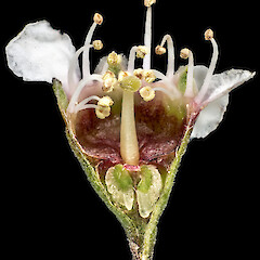 Longitudunal section of flower. In cultivation ex Manawatāwhi/Great Island, Manawatāwhi/Three Kings Islands.<br>Photographer: Jeremy R. Rolfe, Date taken: 23/08/2014, Licence: <a target='_blank' href='https://creativecommons.org/licenses/by/4.0'>CC BY</a>. <a class='member-message' href='/nzpcn/why-join-nzpcn/' target='_blank'>Members can view a larger version of this image.</a>