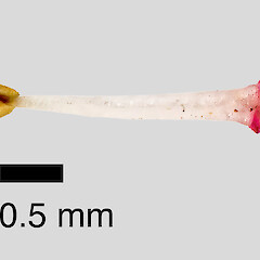 Stamen. In cultivation ex Manawatāwhi/Great Island, Manawatāwhi/Three Kings Islands.<br>Photographer: Jeremy R. Rolfe, Date taken: 23/08/2014, Licence: <a target='_blank' href='https://creativecommons.org/licenses/by/4.0'>CC BY</a>. <a class='member-message' href='/nzpcn/why-join-nzpcn/' target='_blank'>Members can view a larger version of this image.</a>