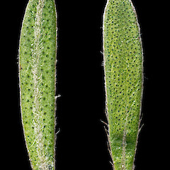 Leaf induemntum—abaxial surface (left), adaxial surface (right). In cultivation ex Manawatāwhi/Great Island, Manawatāwhi/Three Kings Islands.<br>Photographer: Jeremy R. Rolfe, Date taken: 23/08/2014, Licence: <a target='_blank' href='https://creativecommons.org/licenses/by/4.0'>CC BY</a>. <a class='member-message' href='/nzpcn/why-join-nzpcn/' target='_blank'>Members can view a larger version of this image.</a>